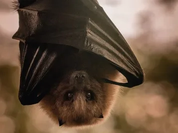 «Bat Night»: la noche de los murciélagos en BIOPARC València