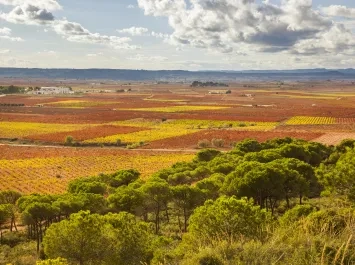 PAISAJE CAMPOS