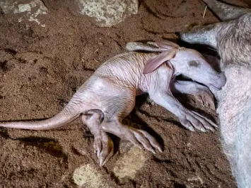 Ven a Bioparc a València esta Semana Santa