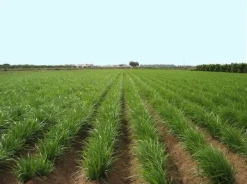 Campo de Chufa