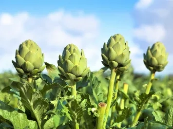 Fiesta de la alcachofa en València.