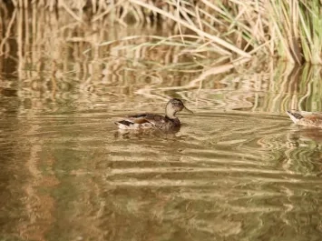 Celebra el Día de los Humedales en L’Albufera de València