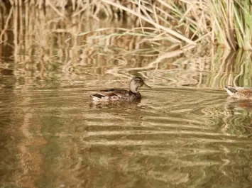 Celebra el Día Europeo de los Parques Naturales en València