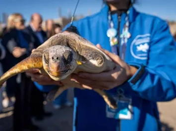 Suelta tortuga Oceanográfic