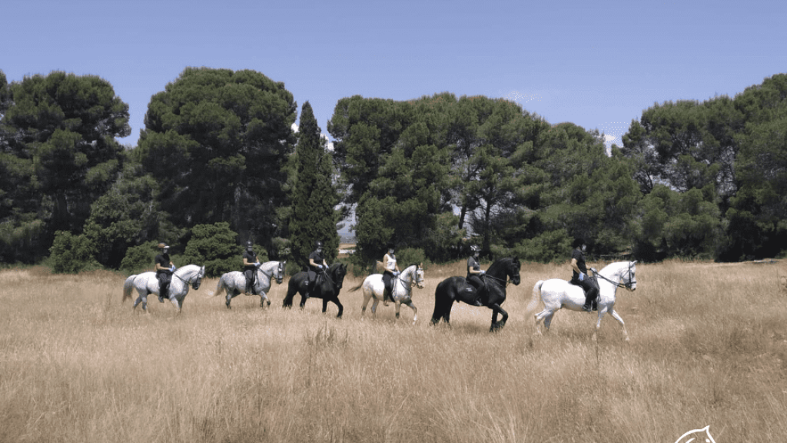 Field and Horse