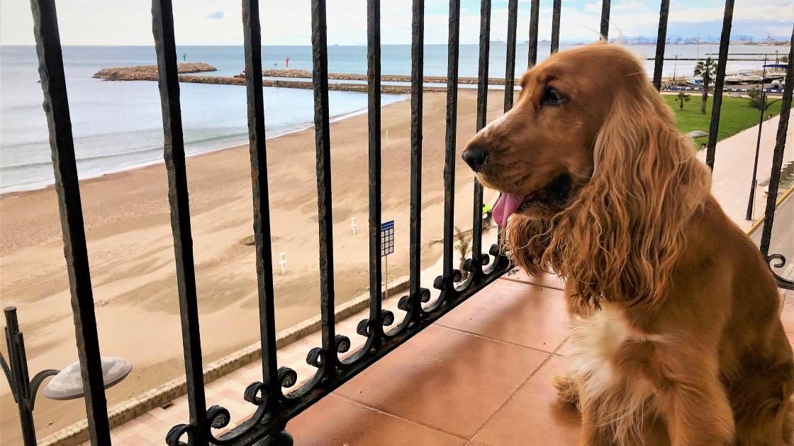 perro en balcón de sea you apartamentos
