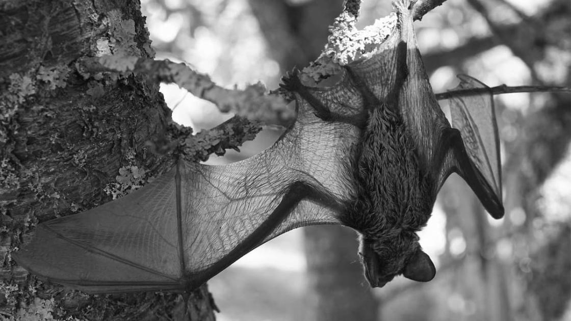 «Bat Night»: la noche de los murciélagos en BIOPARC València
