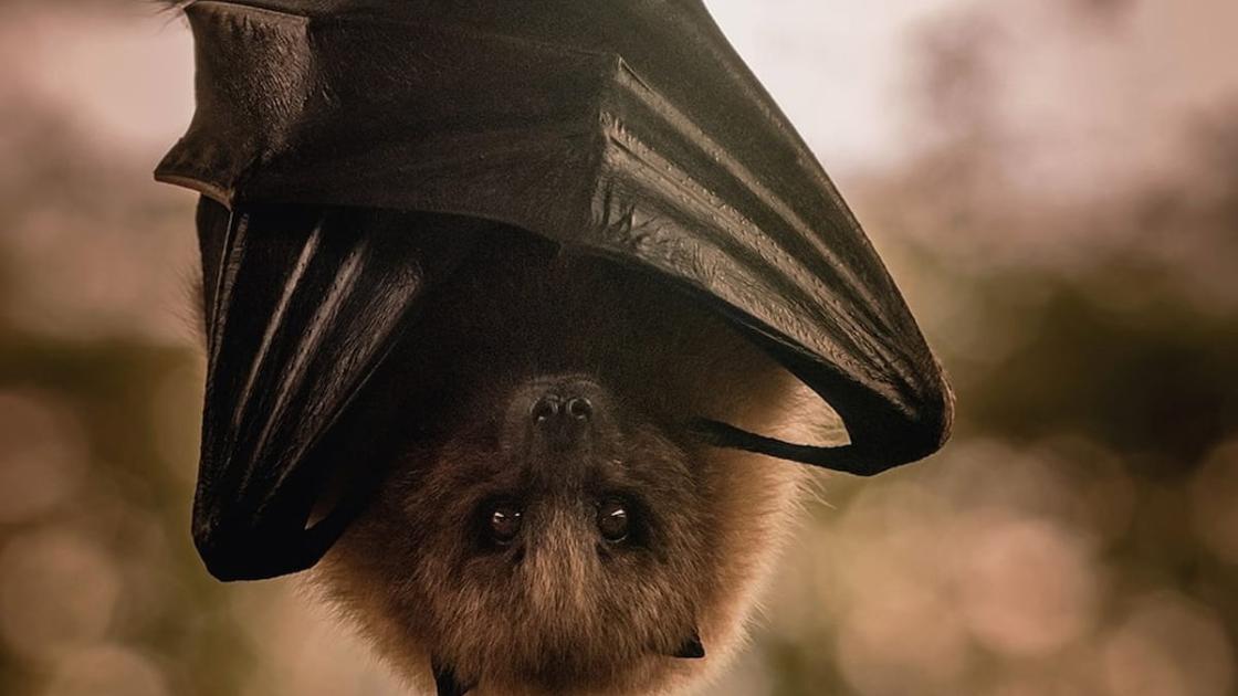 «Bat Night»: la noche de los murciélagos en BIOPARC València