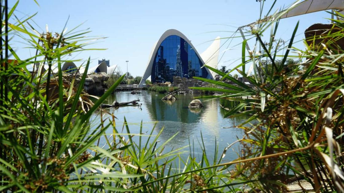 Lago Vivo en València