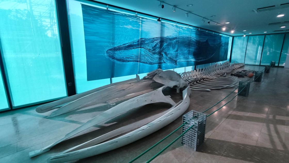 Exposición El ojo de la Ballena