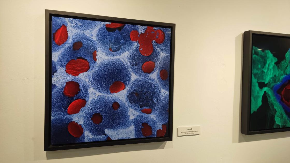 Exposición El ojo de la Ballena