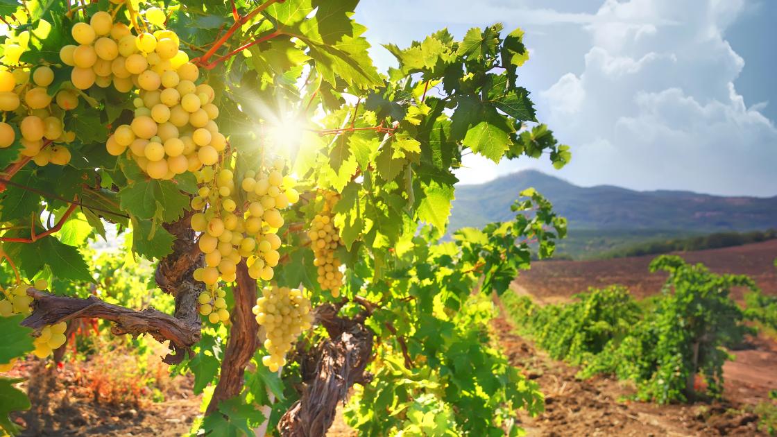Uvas