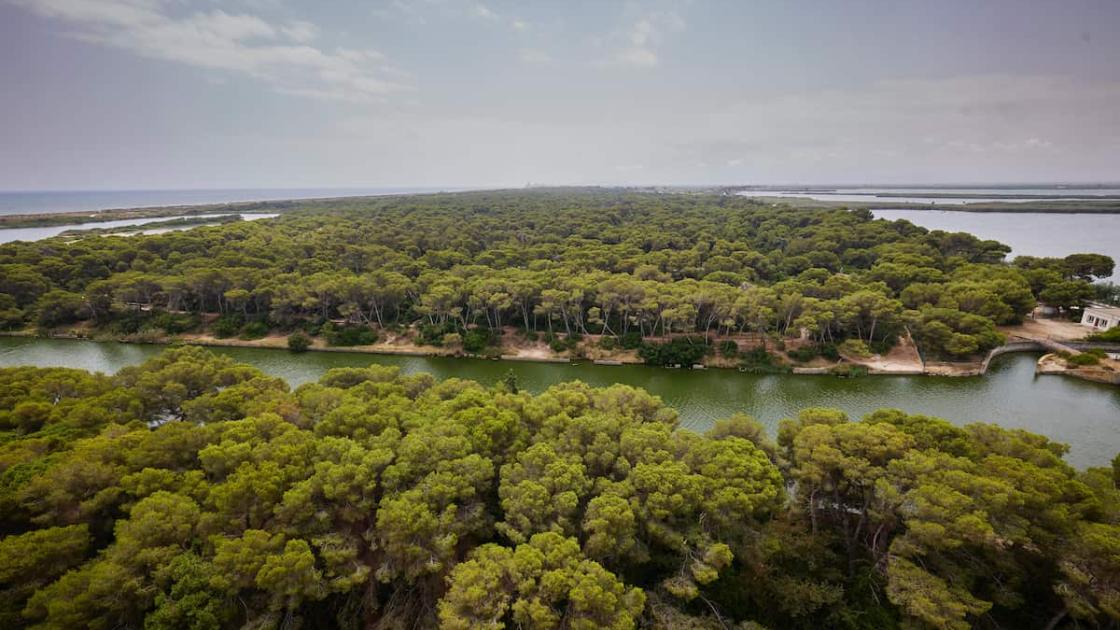 Paseo guiado con los guardas forestales de la Devesa 