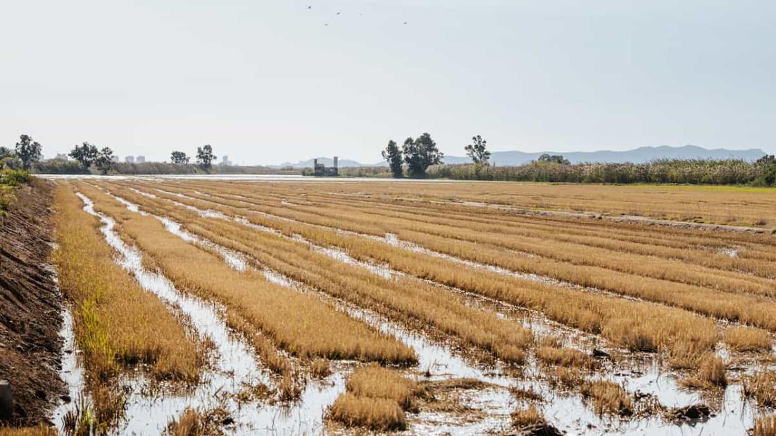Reapertura de la reserva natural Tancat de la Pipa en València