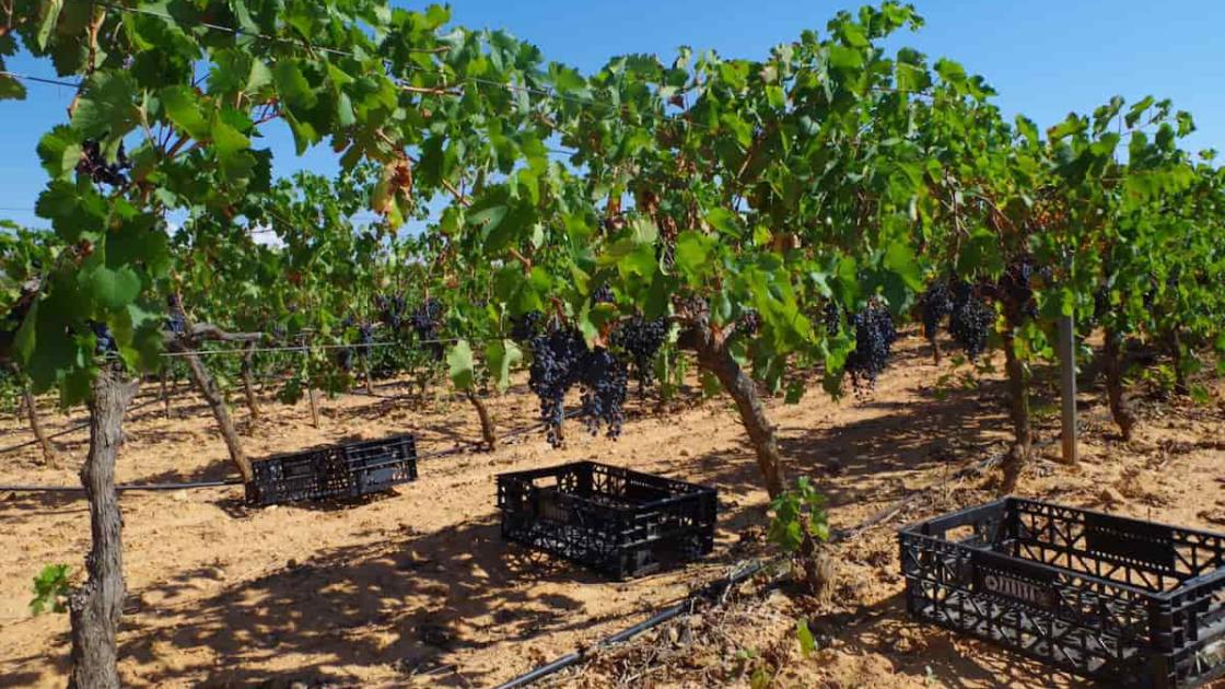 Dos experiencias para vivir de cerca la vendimia en València