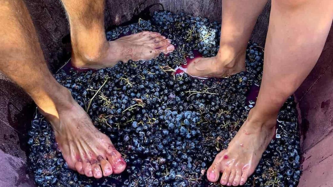 Dos experiencias para vivir de cerca la vendimia en València