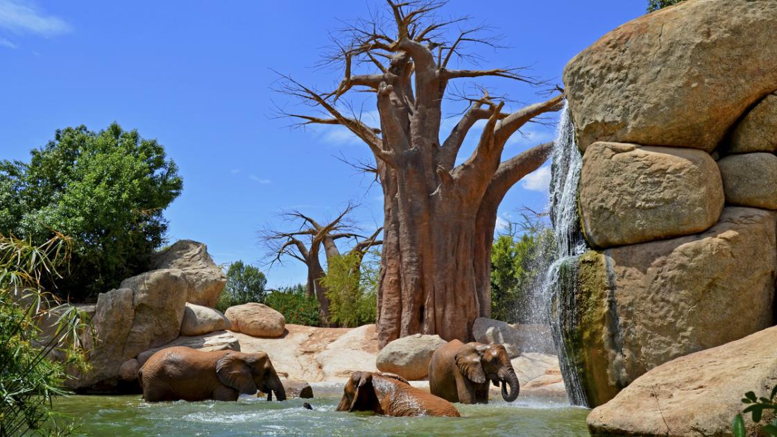 Bioparc Valencia