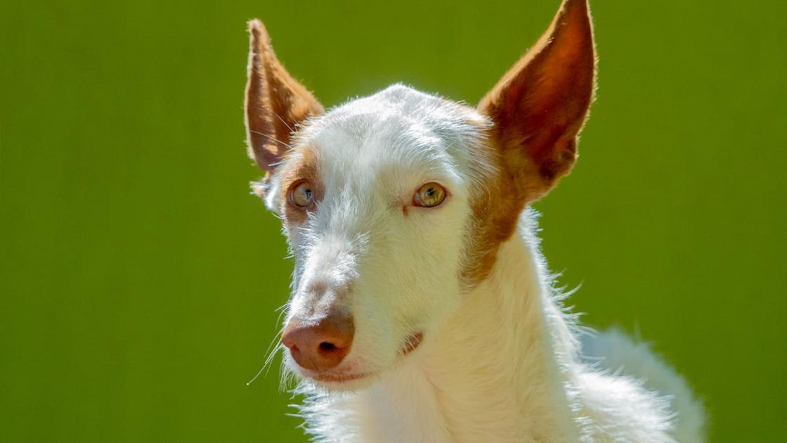 Desfile de perros que buscan un hogar en Bioparc València 