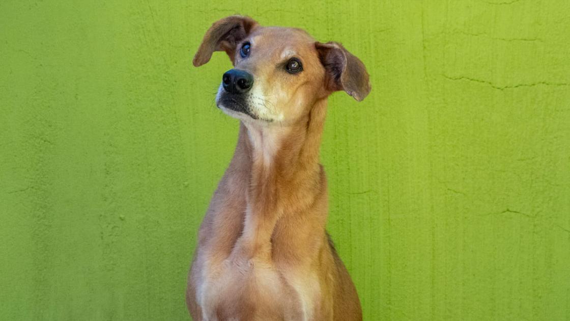 Desfile de perros que buscan un hogar en Bioparc València 
