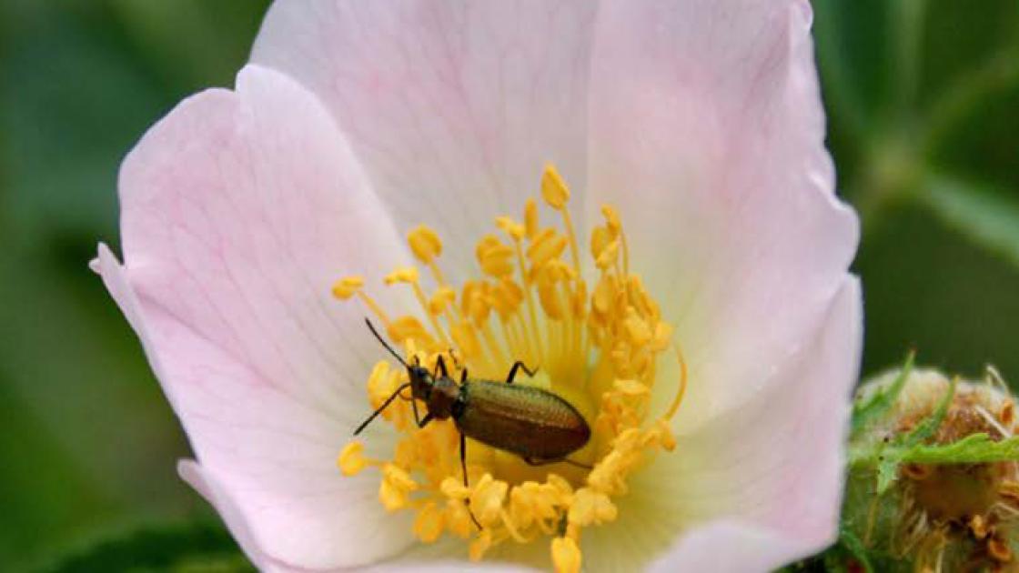 Semana de la biodiversidad València