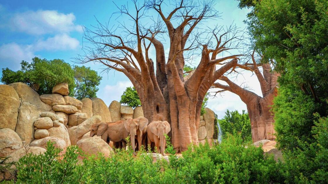Bioparc Valencia