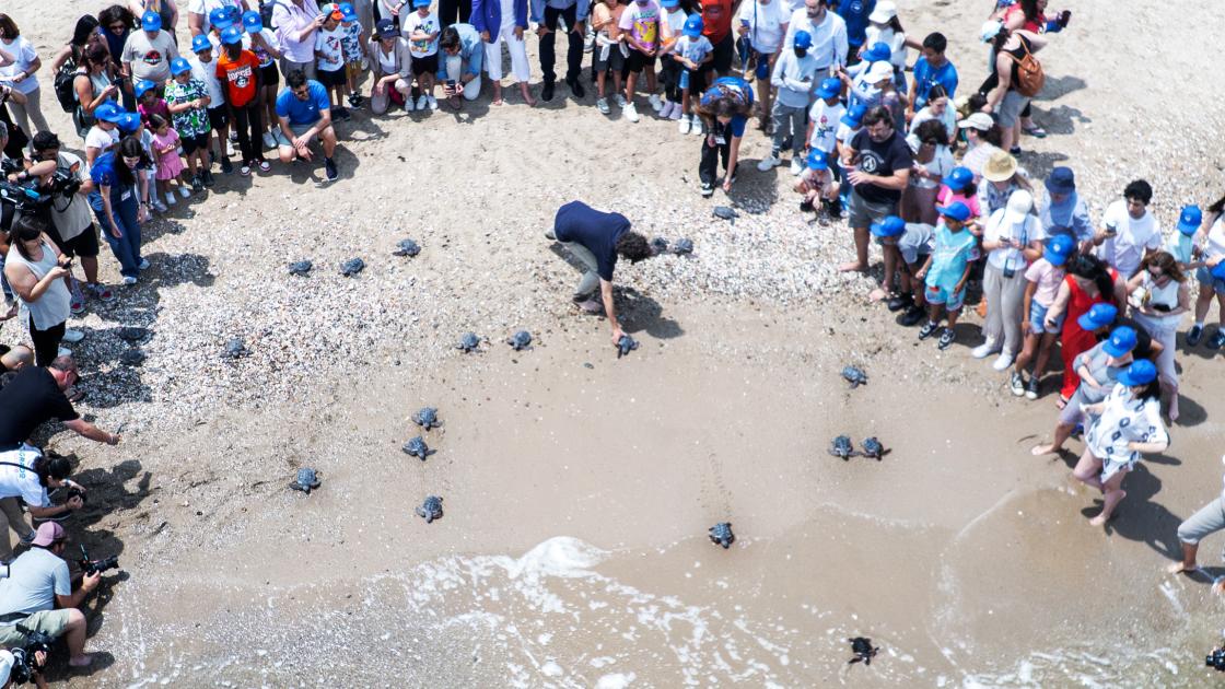 Suelta de tortugas València