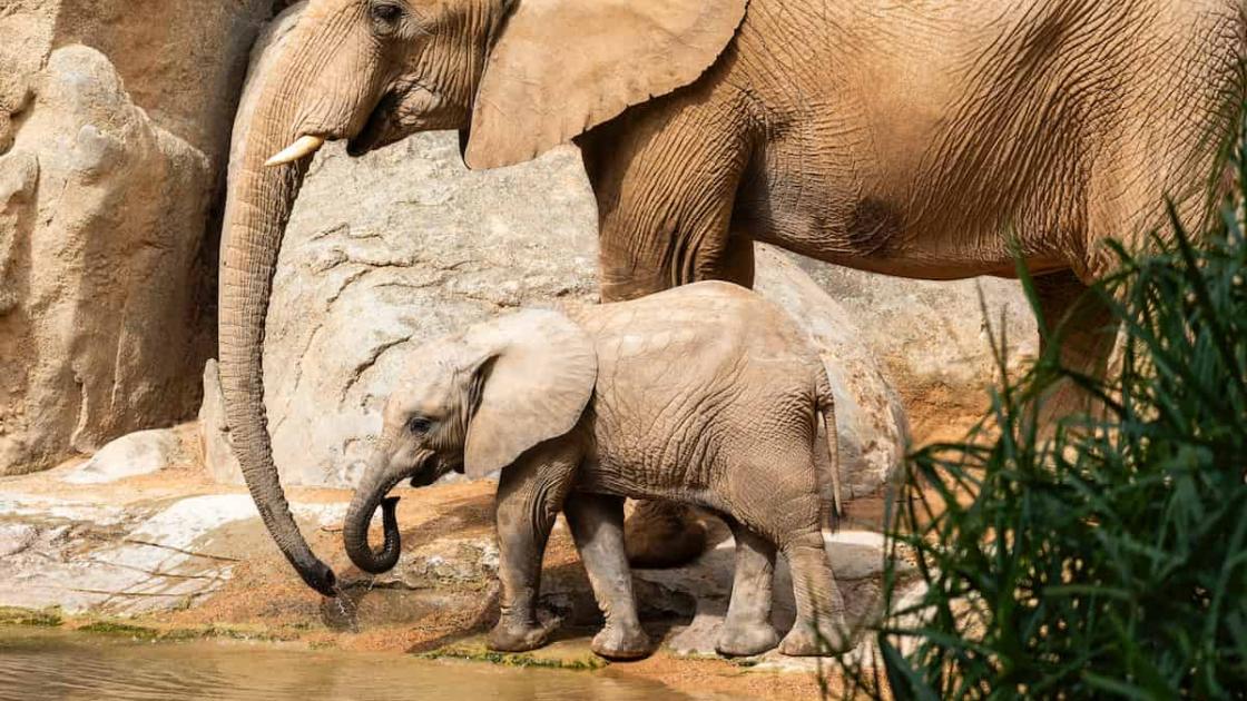 Navidad en Bioparc