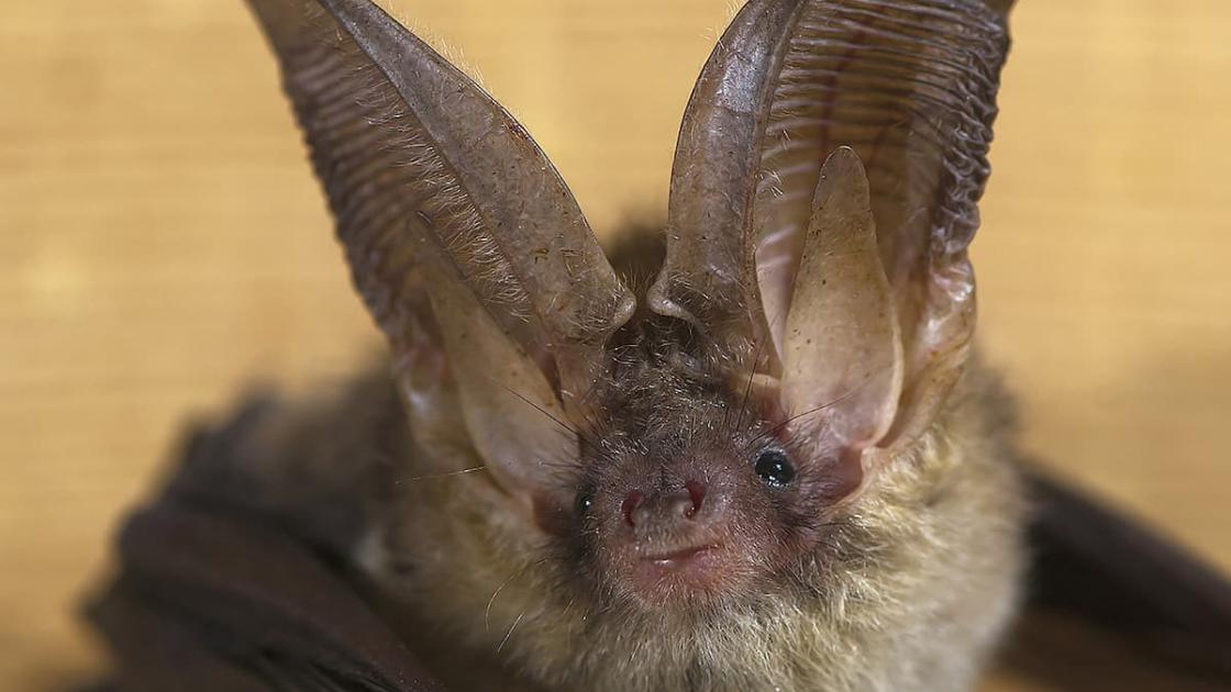 Semana de la biodiversidad València
