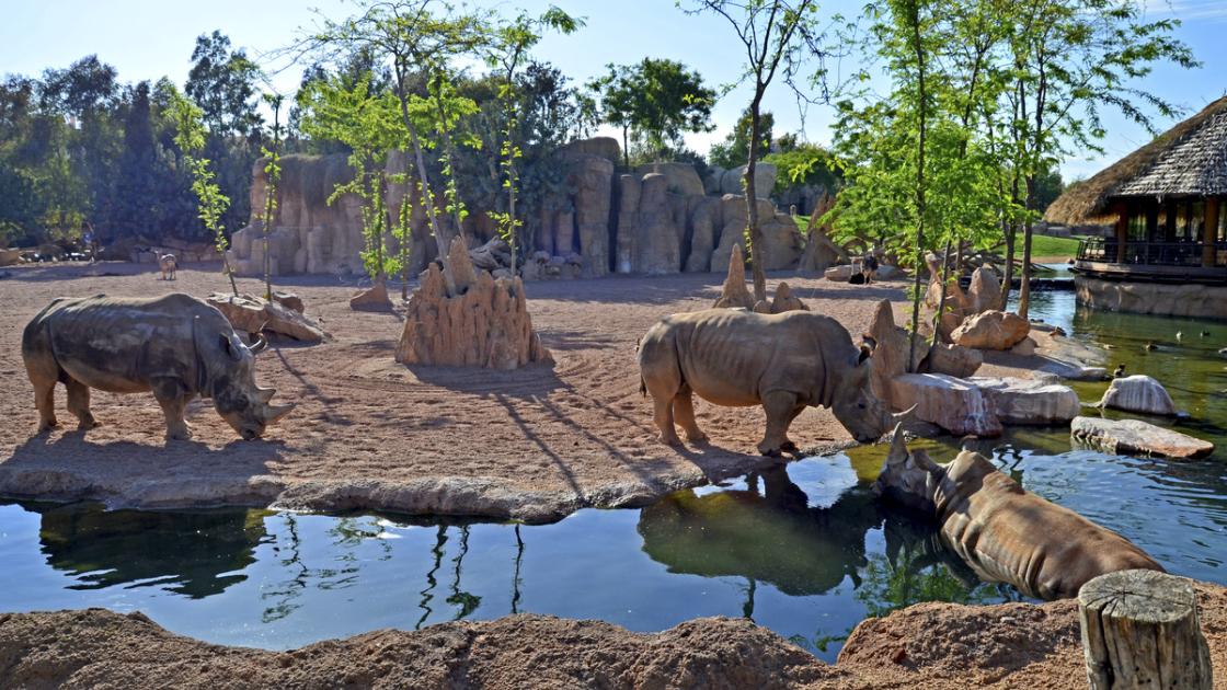 Bioparc Valencia