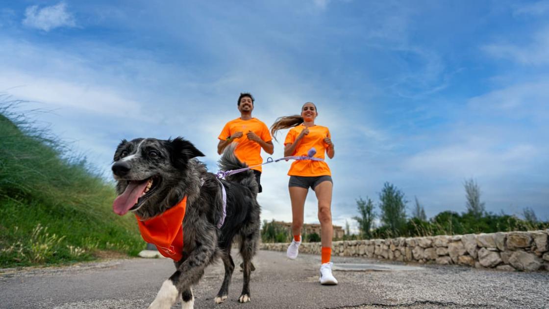 Participa en la carrera Dogfy Run Solidaria en València