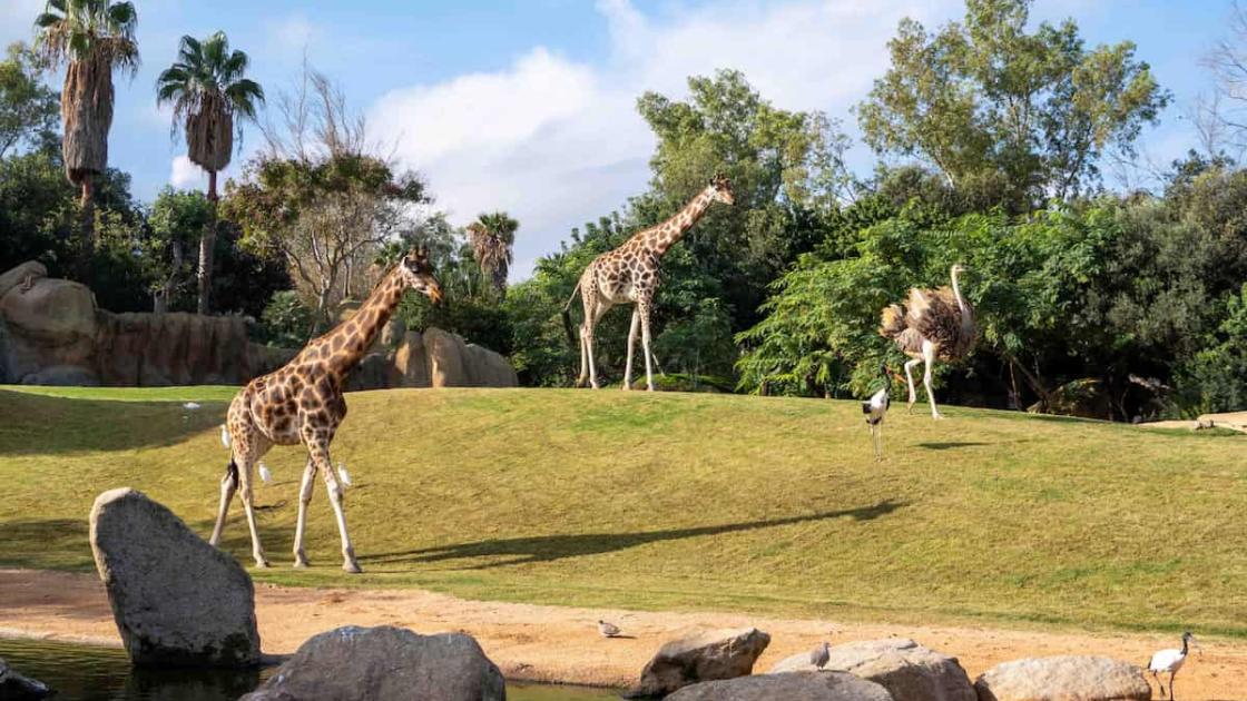 Promoción 17 Aniversario BIOPARC Valencia 