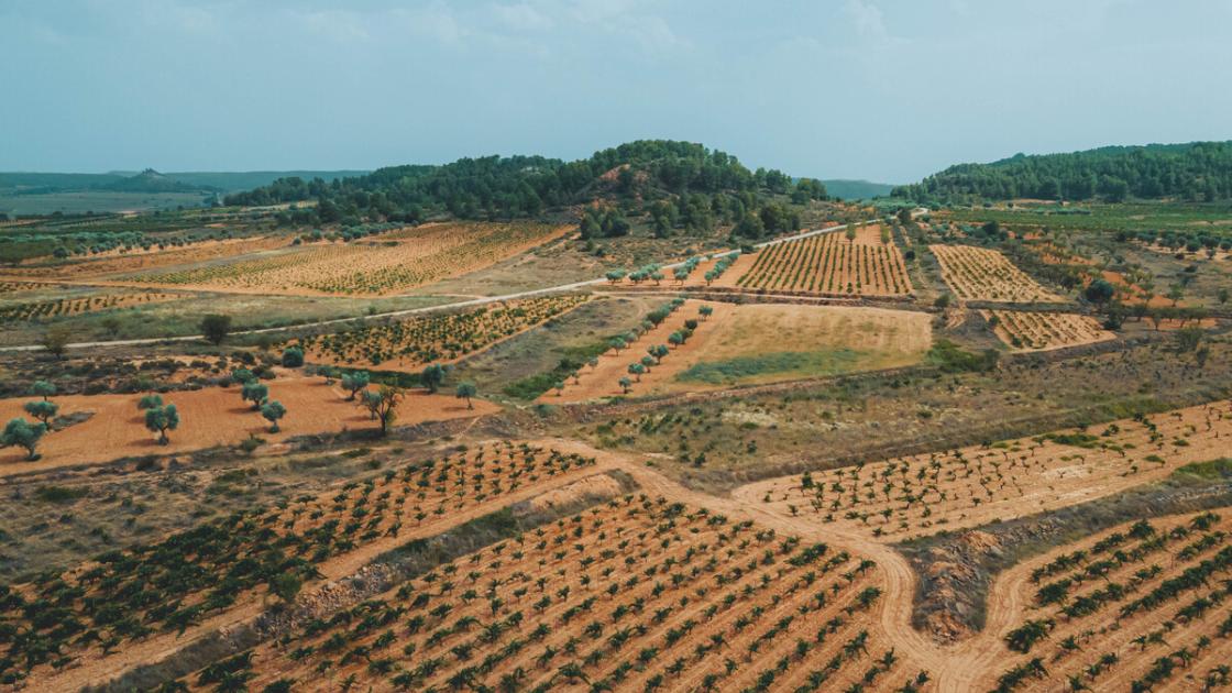 viñedos