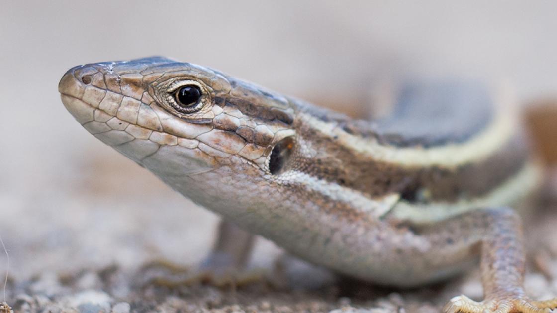 Semana de la biodiversidad València