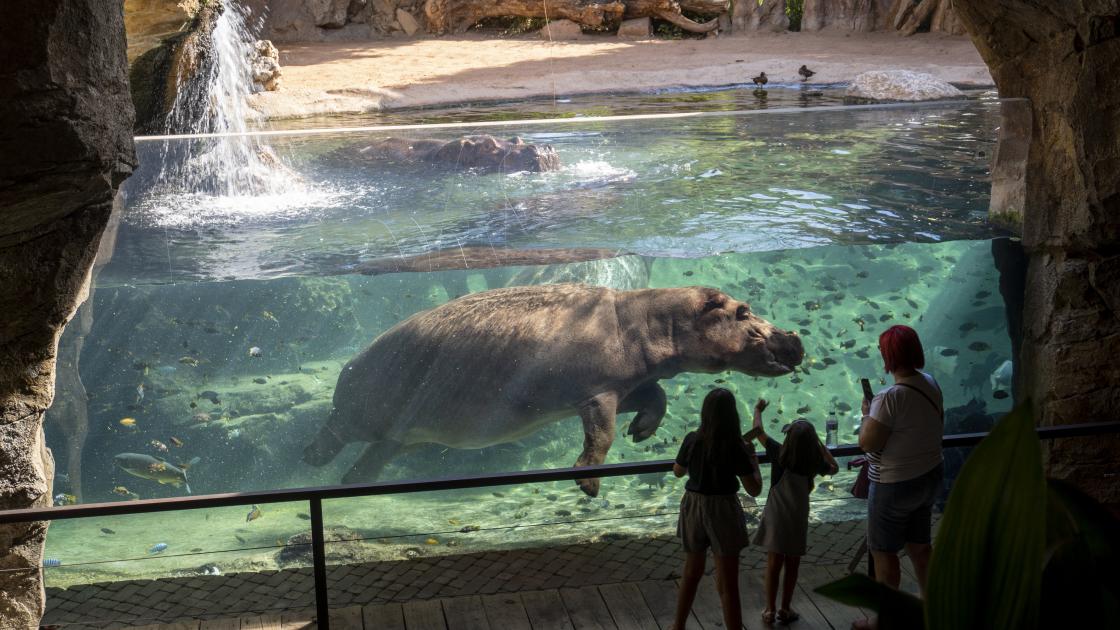 Rinoceronte Bioparc Valencia