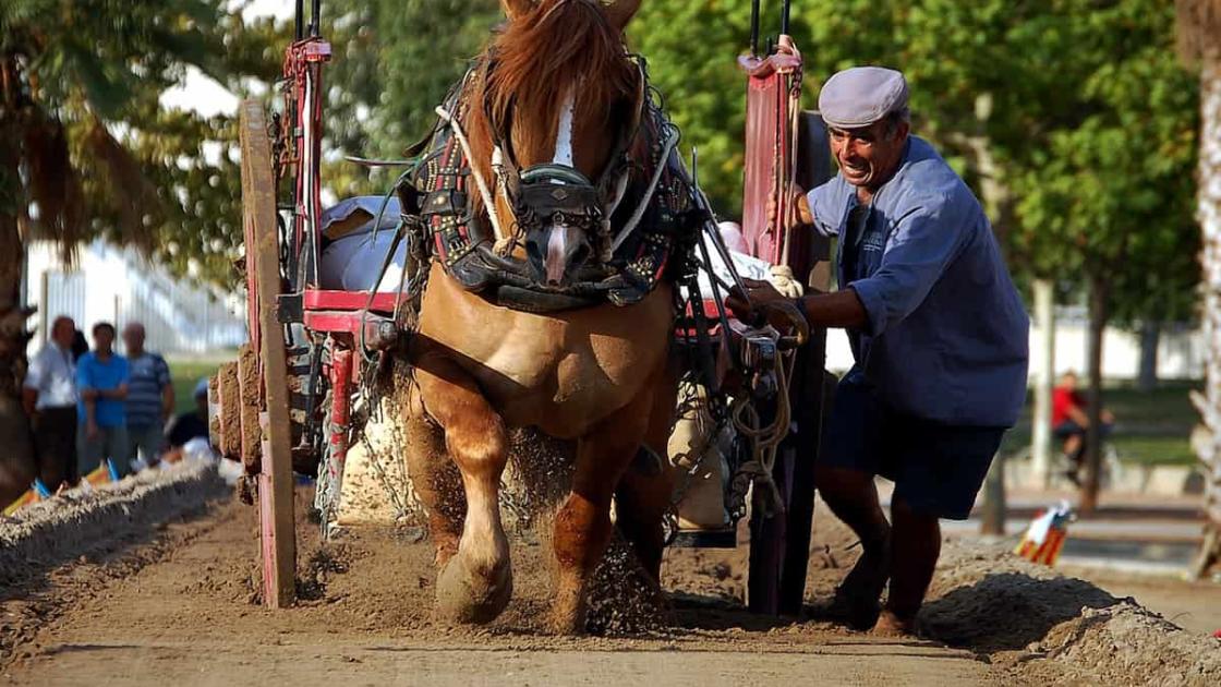 Concurso «Tir i Arrossegament» en València