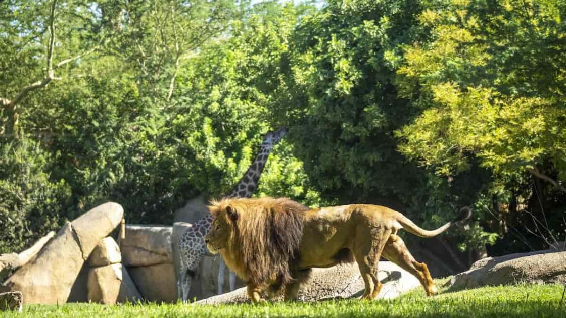 Promoción «BIOnadal» en BIOPARC València 