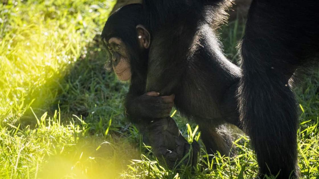 Ven a conocer al nuevo chimpancé de BIOPARC València