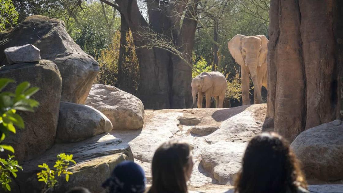 BIOPARC València celebra su 18º aniversario
