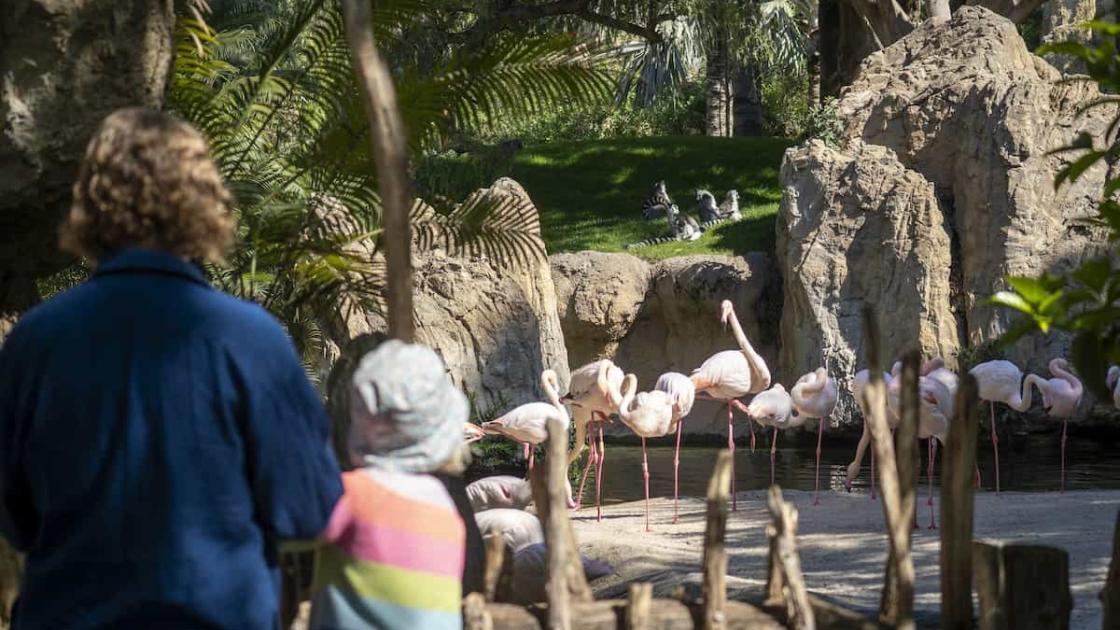 Promoción «BIOnadal» en BIOPARC València 