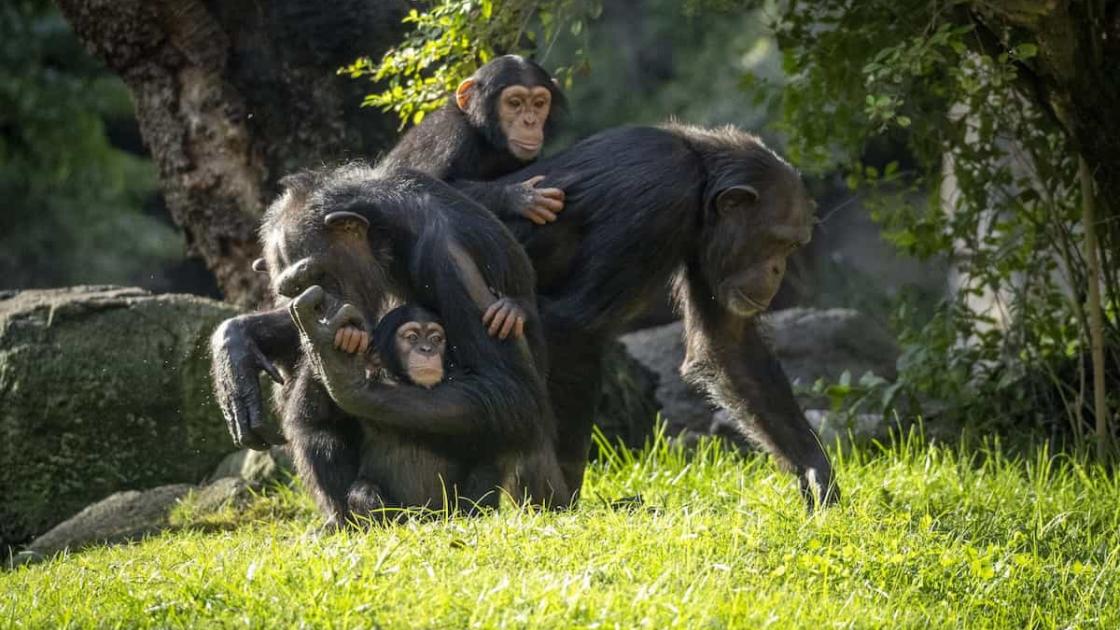 Ven a conocer al nuevo chimpancé de BIOPARC València