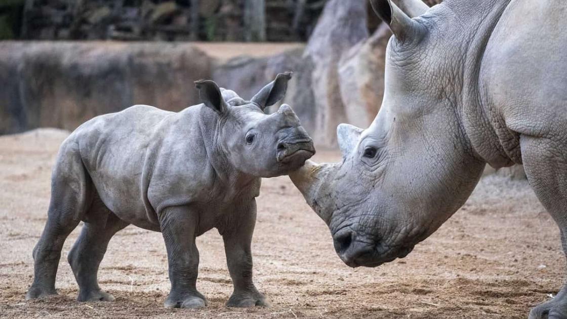 BIOPARC València celebra su 18º aniversario