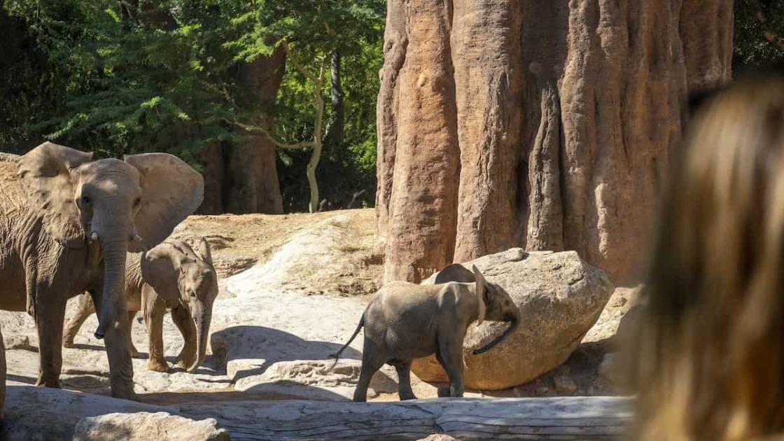Promoción «BIOnadal» en BIOPARC València 