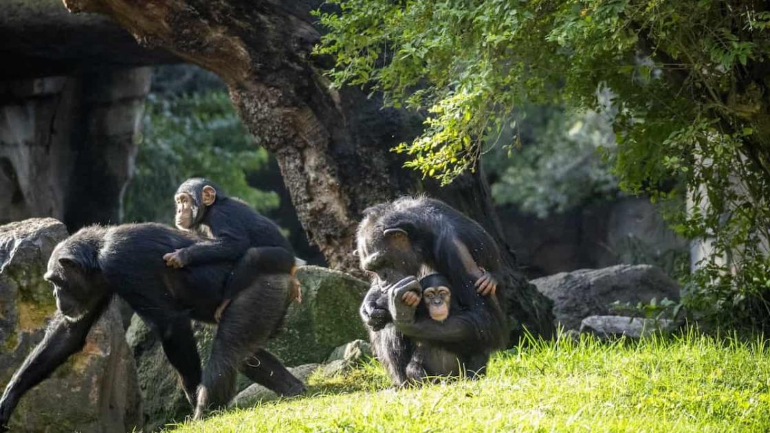 Ven a conocer al nuevo chimpancé de BIOPARC València