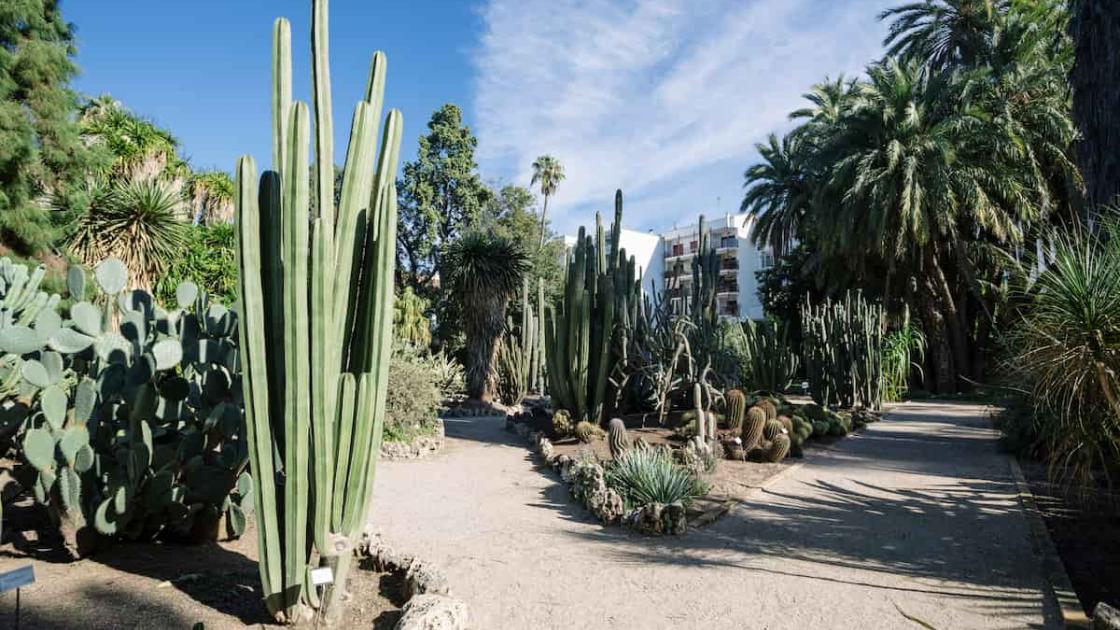 Visitas guiadas por el Jardín Botánico de València