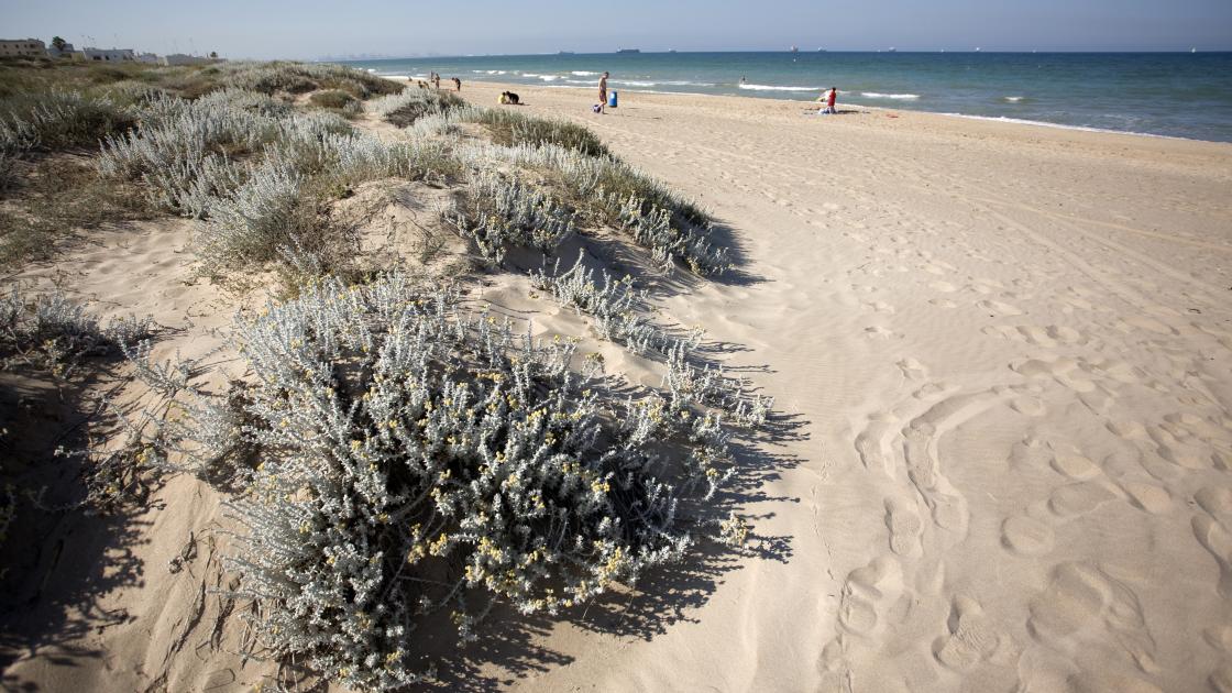 Playa de l'Arbre del Gos