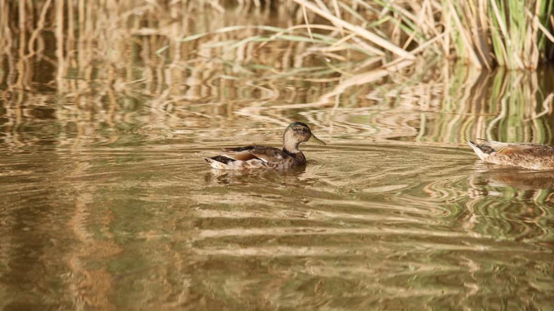 Celebra el Día de los Humedales en L’Albufera de València
