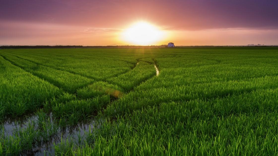 Puesta de sol en Albufera