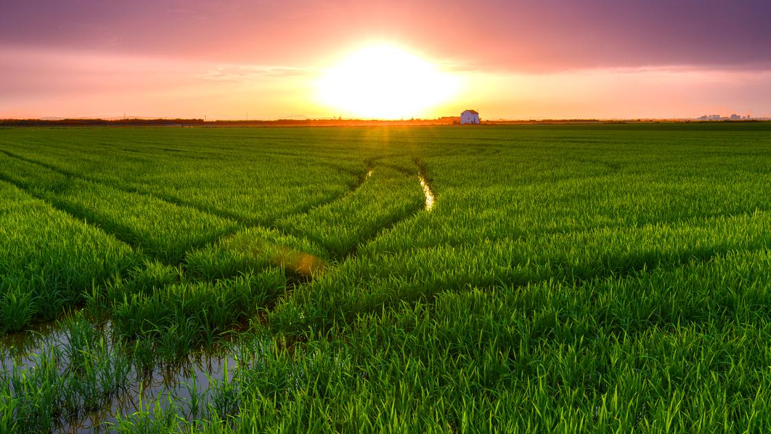 Albufera de Valencia