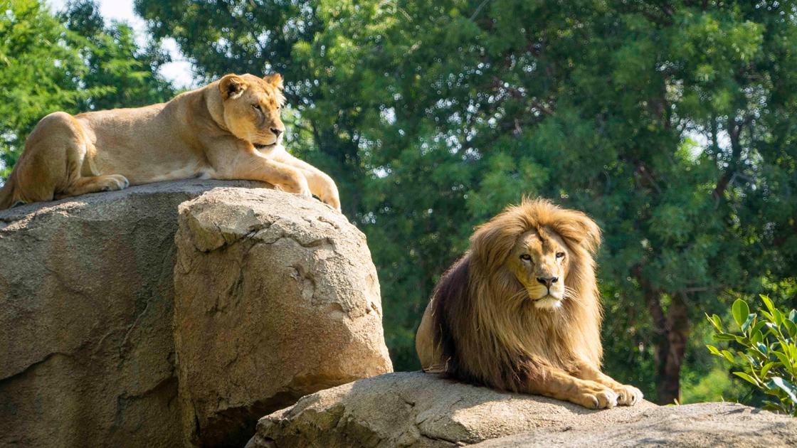 Bioparc Valencia