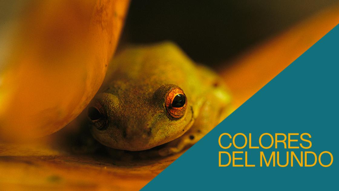 Colores del mundo - CaixaForum
